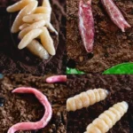 how to make gummy leeches gory halloween food s 2026 08 06 210828 1